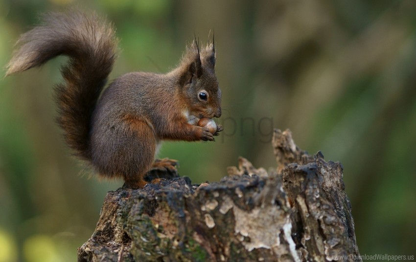 background bark nuts squirrel wallpaper Isolated Item with HighResolution Transparent PNG