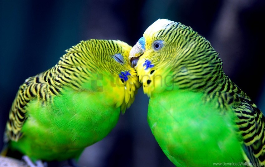beak couple head parrot striped wallpaper PNG for t-shirt designs
