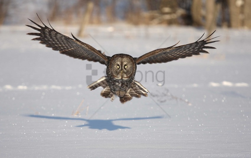 bird flap flight owl predator shadow snow wings winter wallpaper HighResolution Transparent PNG Isolated Item