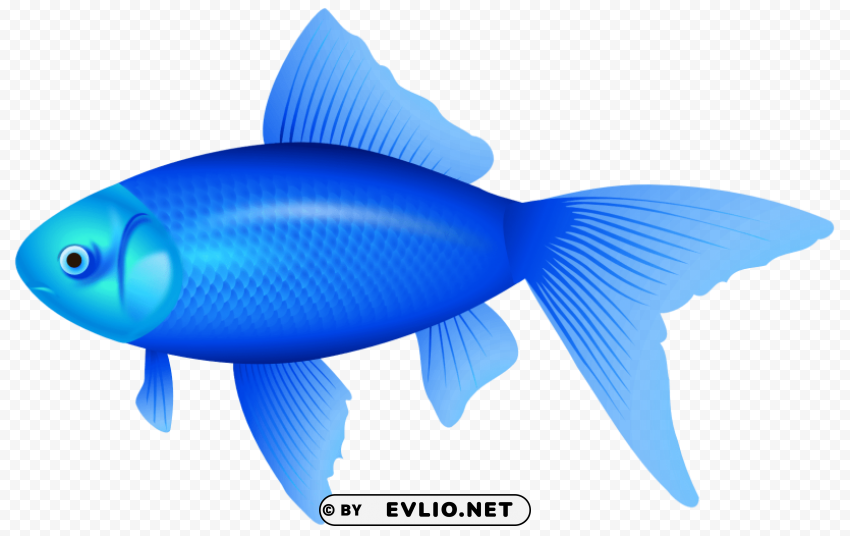 blue fish image PNG with transparent overlay