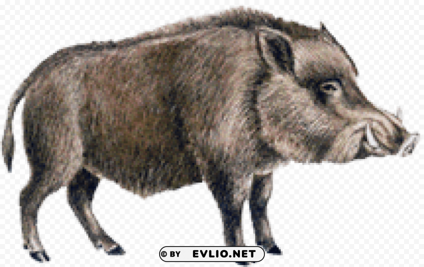 boar Isolated Design in Transparent Background PNG