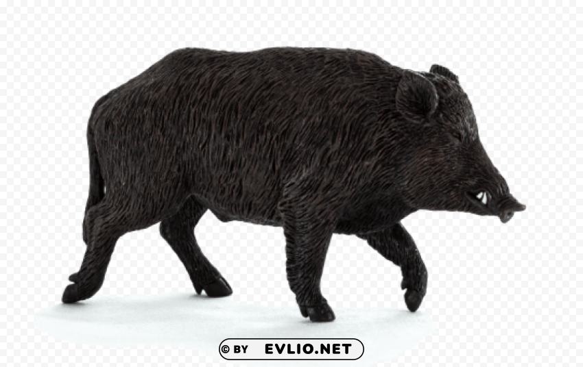 boar Isolated Element with Clear PNG Background