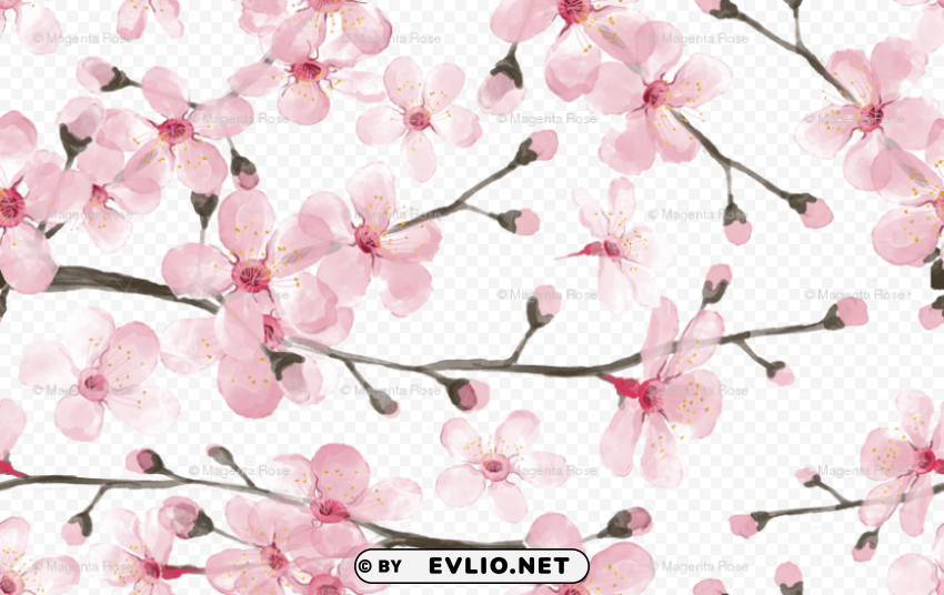 cherry blossom watercolor ClearCut Background PNG Isolation