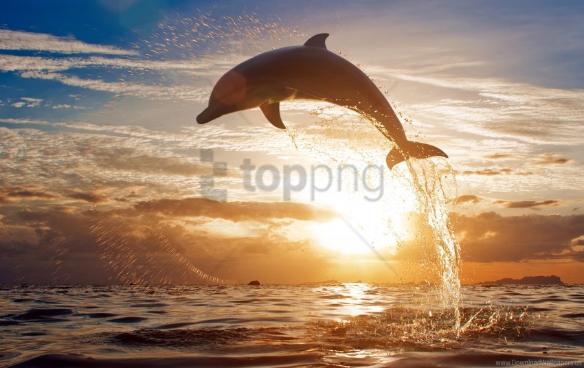 clouds dolphins sea sky splashing sunset wallpaper PNG for use