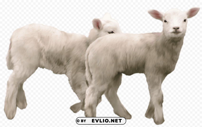 lambspicture PNG files with no background wide assortment