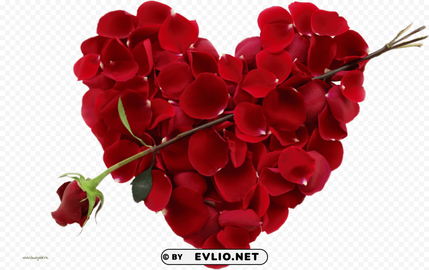 Red Rose HighQuality Transparent PNG Isolation