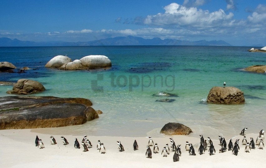 beach ocean penguins rocks sand sea sky wallpaper High-resolution transparent PNG images variety