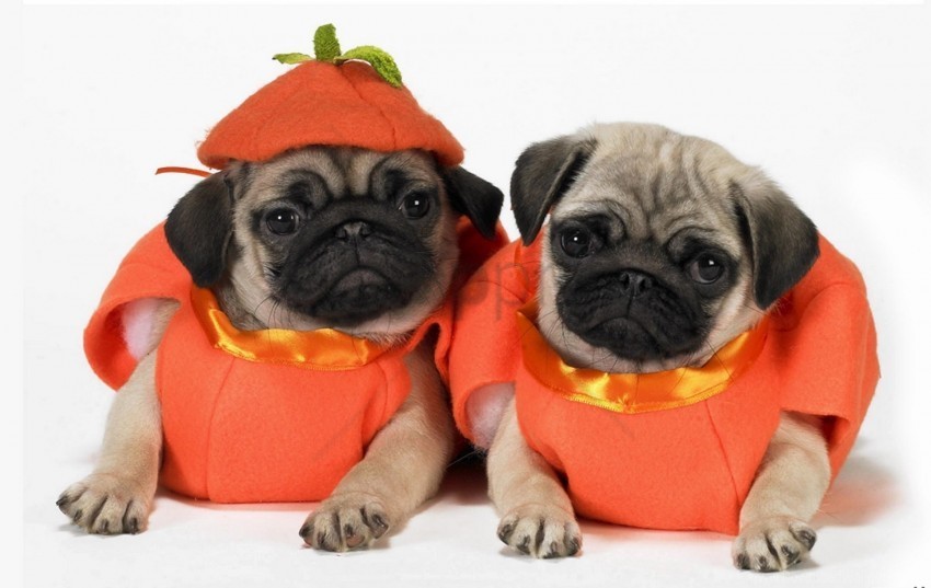 costumes dogs pugs puppies wallpaper PNG images free