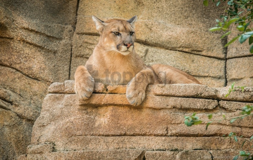 cougar mountain lion puma wallpaper PNG photo