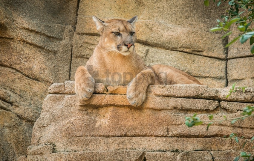 Cougar Mountain Lion Puma Wallpaper PNG Photo