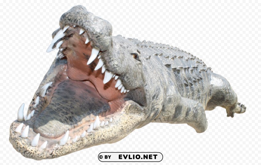 crocodile Isolated Graphic on Clear Transparent PNG