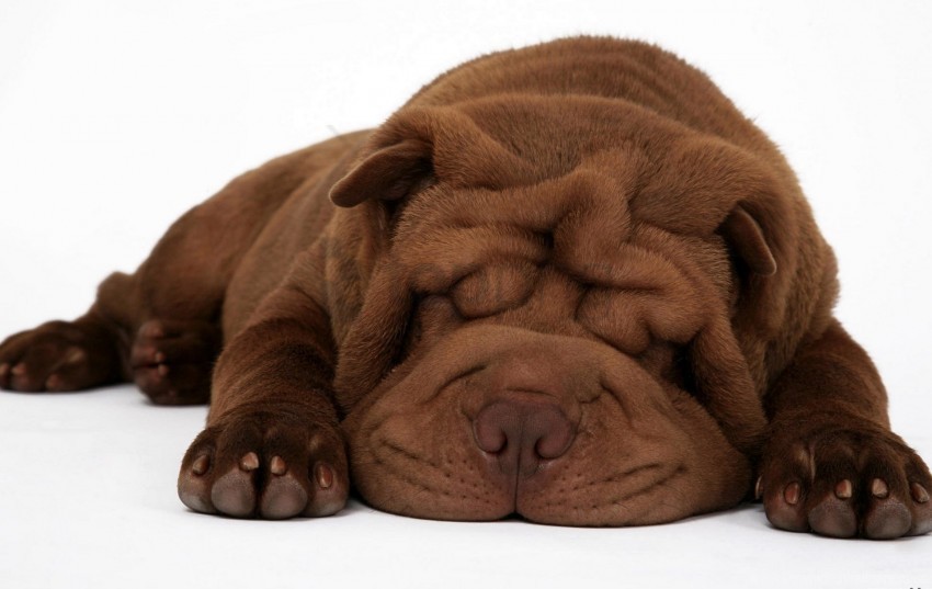 dog down face folds shar pei wallpaper Transparent PNG photos for projects