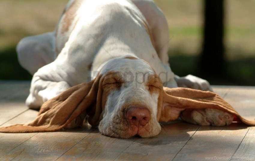 dog ears lying muzzle sleep wallpaper Transparent background PNG images comprehensive collection