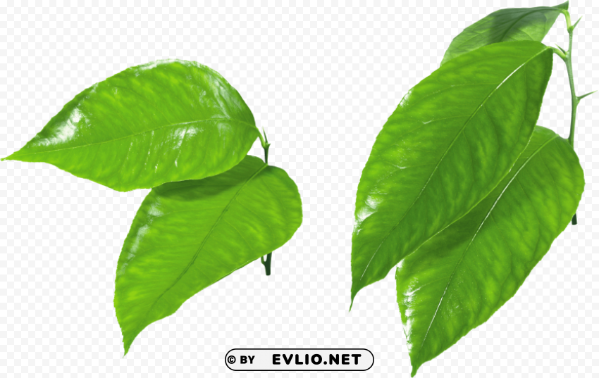 PNG image of green leaves PNG download free with a clear background - Image ID 62b45b3c