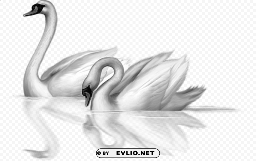 two white swans clip-art Clear PNG graphics free