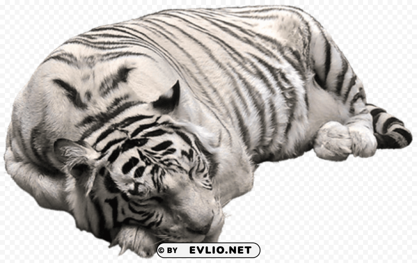 white tiger pictute PNG download free