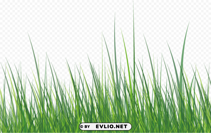 Green Grass Isolated Graphic on Clear Transparent PNG