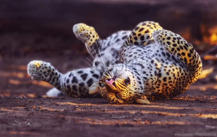 big cat leopard playful predator wallpaper PNG transparent graphics comprehensive assortment