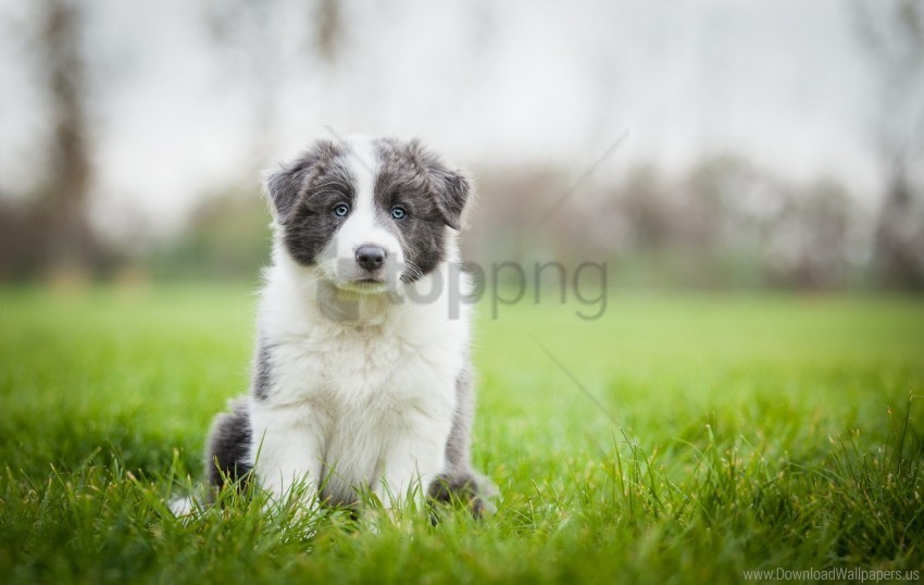 border collie grass puppy sit wallpaper PNG images with clear alpha channel