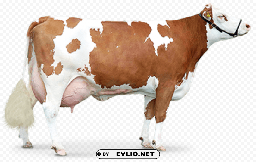 cow HighQuality Transparent PNG Isolated Art