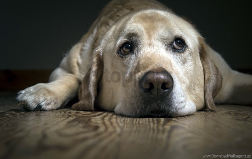 Dog Labrador Look Sadness Wallpaper PNG Image Isolated With Transparent Detail