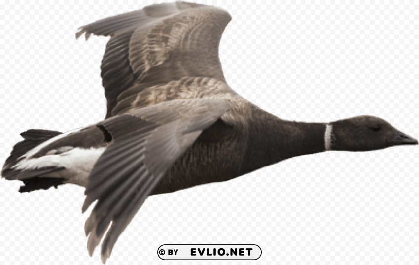 goose HighResolution Transparent PNG Isolated Element