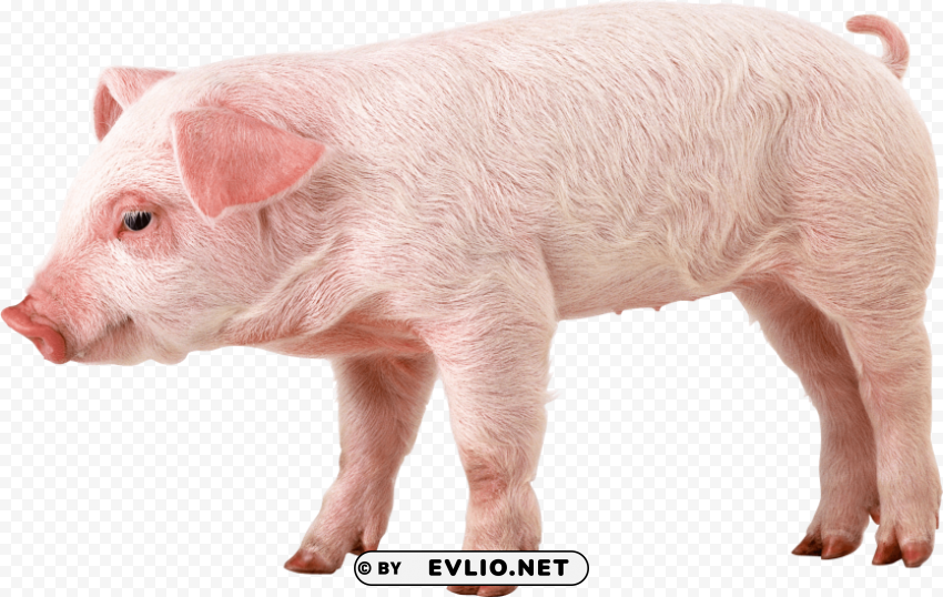 Pink Pig PNG Image With Isolated Element