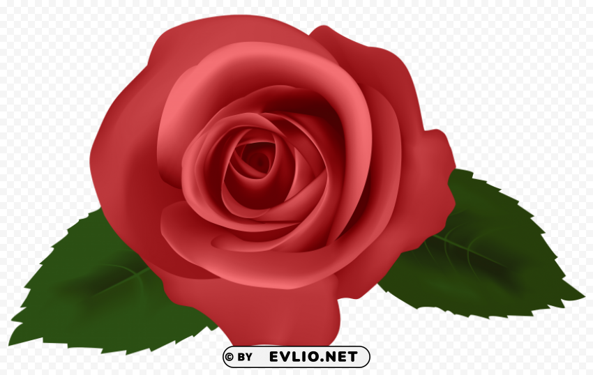 Rose Red PNG Transparent Graphics For Download