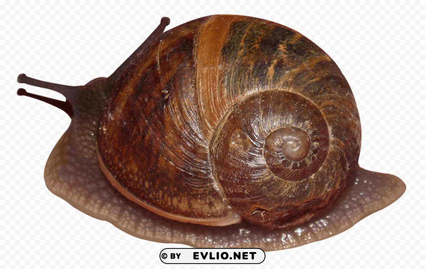 Snail PNG with Isolated Transparency