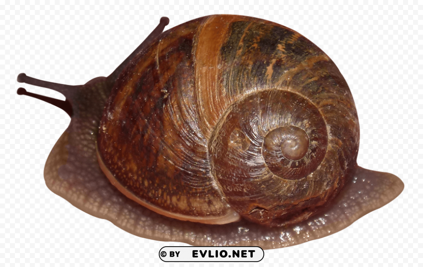 snail Transparent Background PNG Isolation