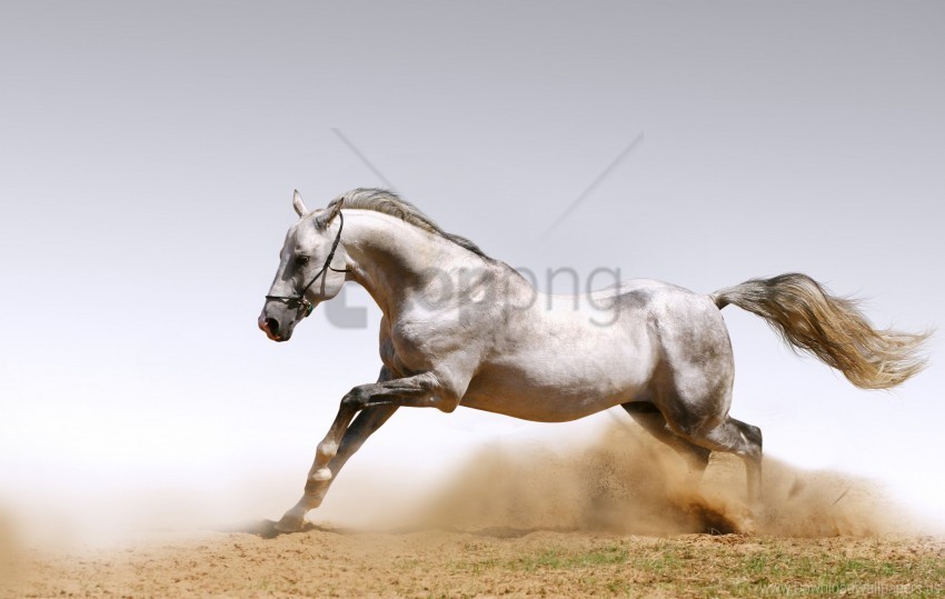 animals animals dust dust horses horses horses sand wallpaper PNG images with clear cutout