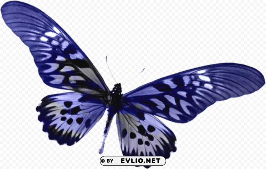 blue butterfly PNG transparent photos for design clipart png photo - 41f8a0b5