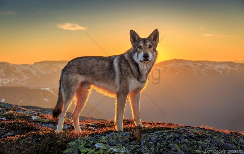 Dog Mountains Sunset Top Wallpaper ClearCut Background PNG Isolation