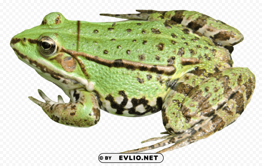 frog Isolated Illustration with Clear Background PNG