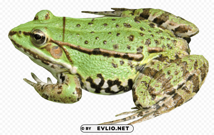 frog PNG with no cost