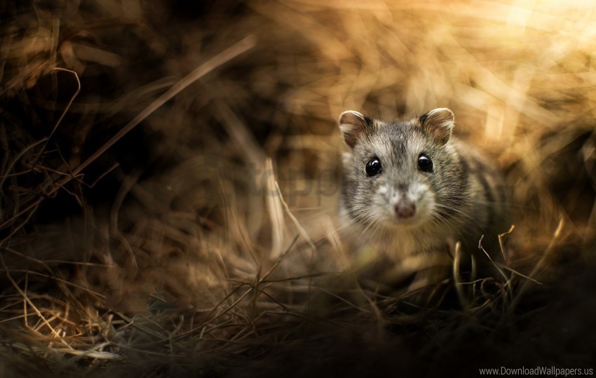 glare jungar hamster rodent wallpaper Isolated Graphic Element in Transparent PNG
