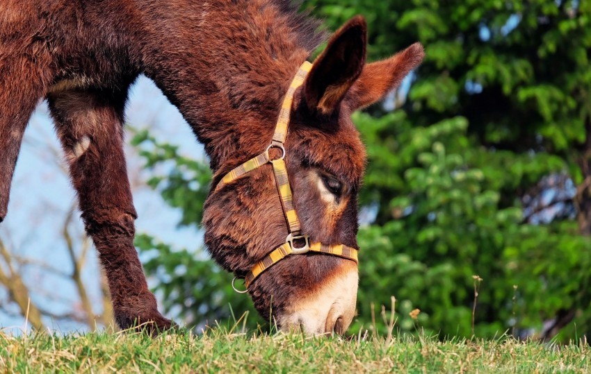 Grass Home Donkey Mule Wallpaper PNG With Transparent Backdrop