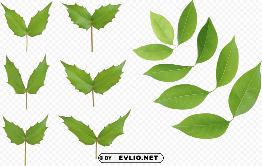green leaves Transparent PNG images database