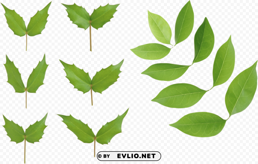 PNG image of green leaves Transparent PNG images database with a clear background - Image ID 53d9a653