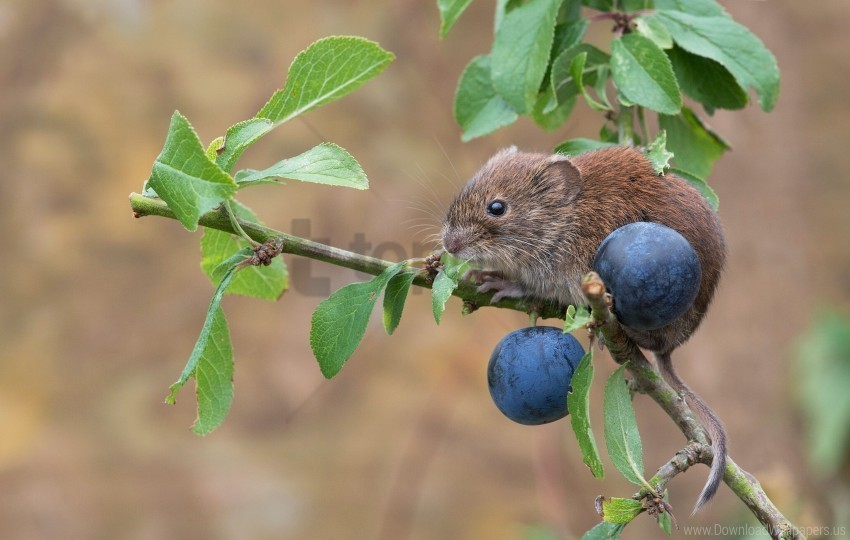 bank vole berries branch mouse plum rodent wallpaper PNG graphics with alpha transparency bundle
