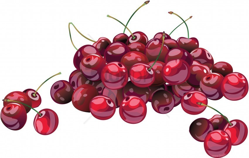berry branch cherry drawing many wallpaper Free download PNG images with alpha channel