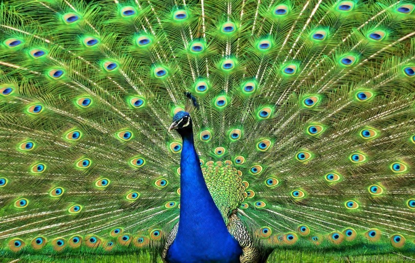 bird peacock tail wallpaper Isolated Element in Clear Transparent PNG