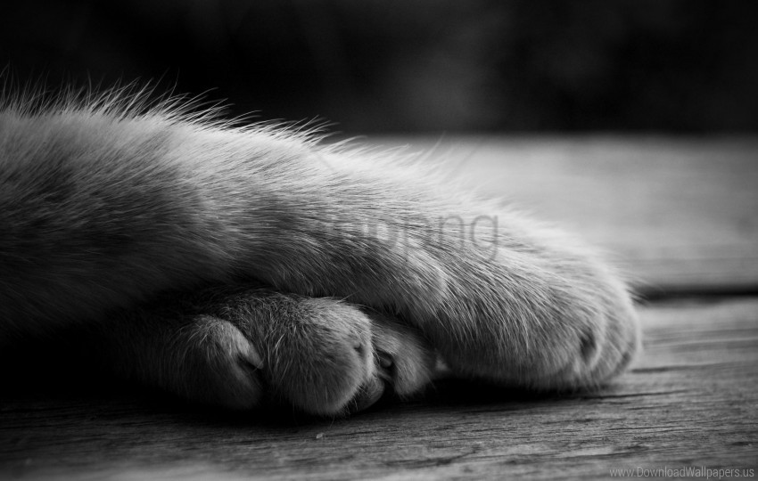 Black And White Cat Fur Paws Wallpaper Isolated Artwork On HighQuality Transparent PNG