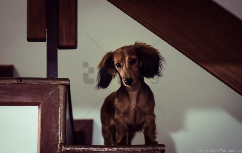 dachshund dog muzzle staircase view wallpaper PNG with no background diverse variety