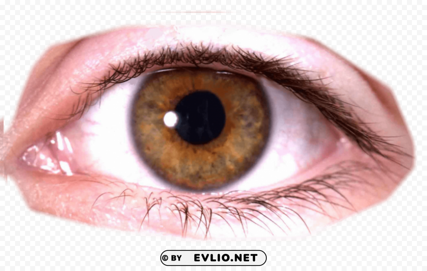 Eyes Transparent PNG Isolated Item