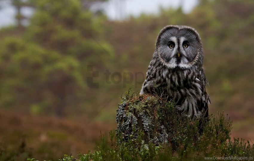 forest great gray owl owl predator stump wallpaper PNG icons with transparency