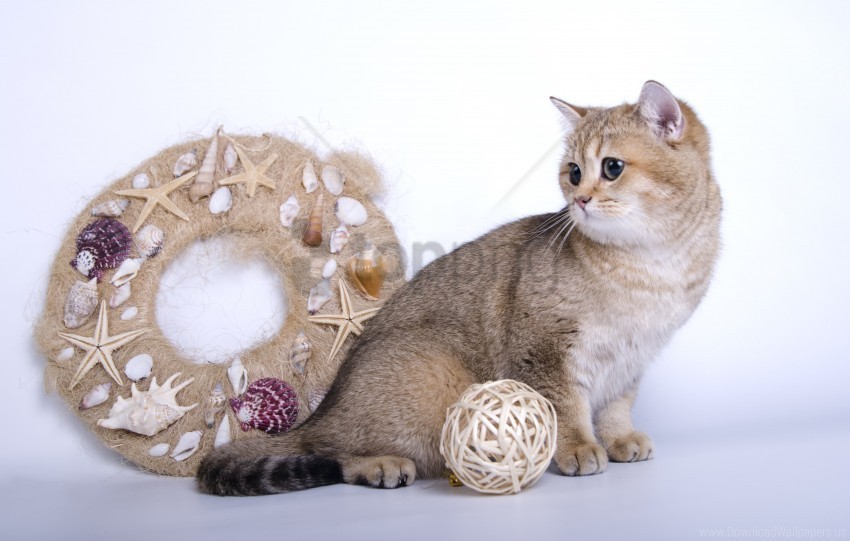 cat garland toys wool wallpaper HighResolution PNG Isolated on Transparent Background