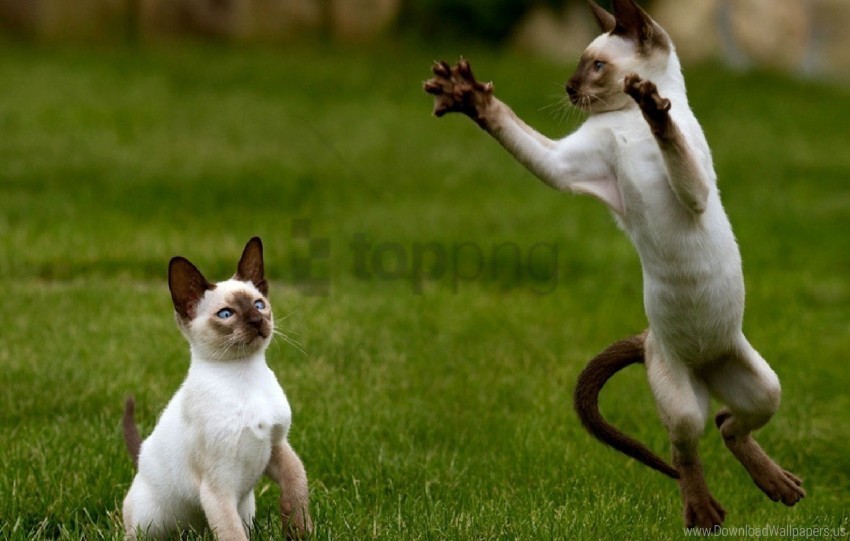 cats grass jump playful wallpaper PNG files with clear background variety