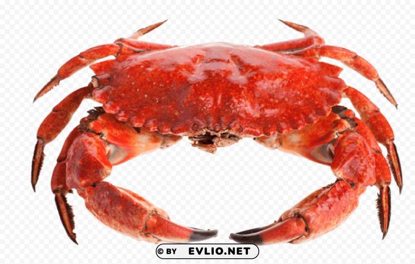 crab HighResolution Transparent PNG Isolated Graphic