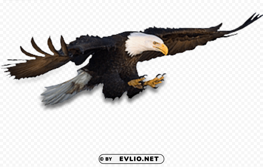 eagle PNG images with alpha channel diverse selection